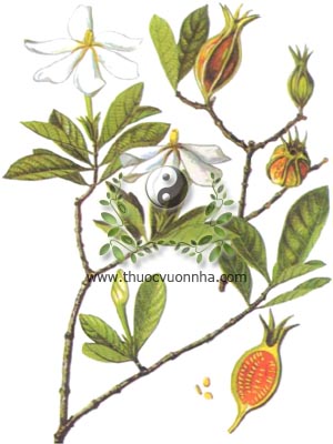 dành dành, 栀子, sơn chi tử, chi tử, Gardenia jasminoides Ellis, Gardenia florida L., họ Cà phê, Rubiaceae
