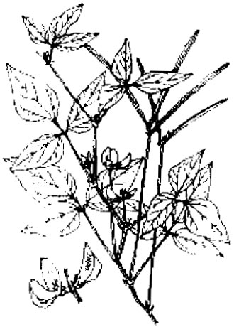 đậu đen, 黑豆, Vigna cylindrica Skeels, Dolichos catjang Burm. f., họ Cánh bướm Fabaceae, Papilionaceae, Vigna catiang Endl. var.