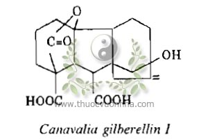 Canavalia gilberellin I