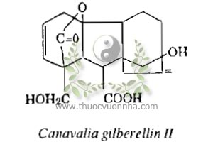 canavalia gilberellin II