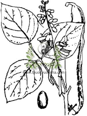 đậu rựa, 刀豆, đậu kiếm, đậu mèo leo, đao đậu tử, Canavalia gladiata (Jacq) D. C., họ Cánh bướm Fabaceae, Papilionaceae