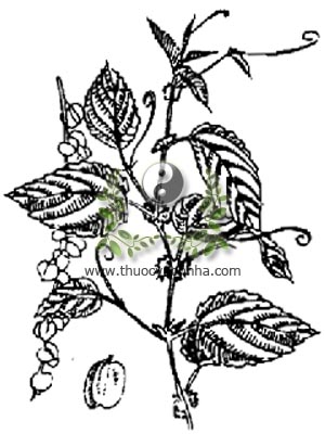 dây đòn gánh, 咀签, đòn kẻ trộm, dây gân, Gouania leptostachya DC., họ Táo ta, Rhamnaceae