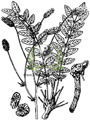địa du, 地榆, ngọc trát, sanguisorbe officinale, grande pimprenelle, pimpernel, Sanguisorba officinalis L.