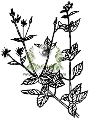 đơn buốt, 鬼针草, đơn kim, quỷ trâm thảo, manh tràng thảo, tử tô hoang, cúc áo, Bidens pilosa L., họ Cúc, Asteraceae