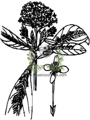 đơn trắng, Psychotria reevesii