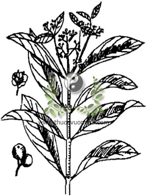đơn trắng, hé mọ, lấu, bời lời, bồ chát, cây men sứa, Psychotria reevesii Wall., họ Cà phê, Rubiaceae