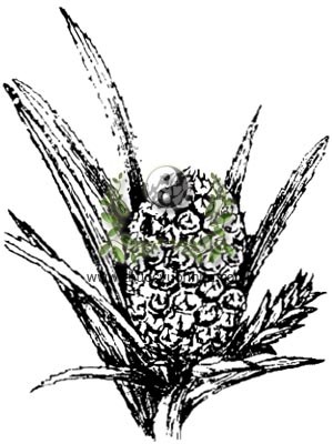 dứa, 菠蘿, 菠萝, thơm, trái thơm, Ananas sativa Liud., Ananas sativa L., họ Dứa, Bromeliaceae