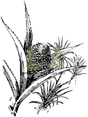 dứa dại, 露兜簕, dứa gai, dứa, dứa gỗ, Pandanus tectorius Sol., Pandanus odoratissimus. L. f., họ Dứa dại, Pandanaceae