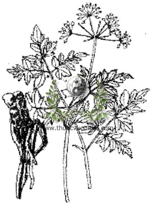 đương quy, 當歸, 当归, tần quy, vân quy, Angelica sinensis (Oliv.) Diels, Angelica polymorpha Maxim. var. sinensis Oliv, họ Hoa tán, apraceae, Umbelliferae