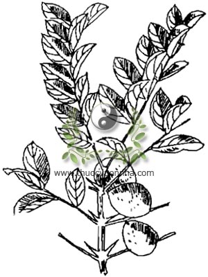 găng, găng trắng, lovieng, Cămpuchia, Randia tomentosa, Blum. ex. DC., Hookf. Gardenia tomentosa Wall, họ Cà phê, Rubiaceae