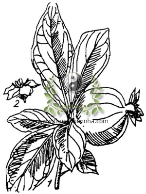 găng tu hú, 山石榴, găng trâu, mây nghiêng pa, Randia dumetorum Benth., họ Cà phê, Rubiaceae