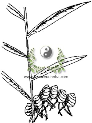gừng dại, 野薑, 野姜, Zơrơng, Zingiber cassumunar Roxb, họ Gừng, Zingiberaceae