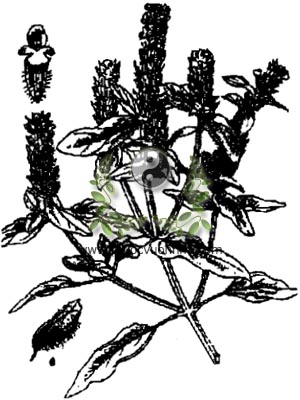 hạ khô thảo, 夏枯草, Brunella (Prunella) vulgaris L., họ Hoa môi, Lamiaceae