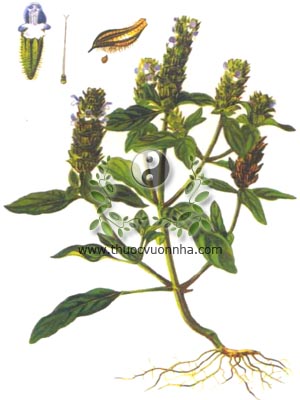 hạ khô thảo, 夏枯草, Brunella (Prunella) vulgaris L., họ Hoa môi, Lamiaceae