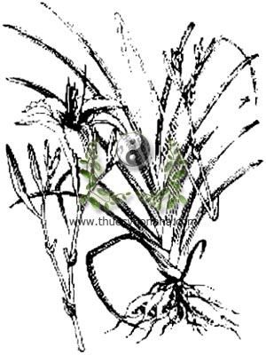 hoa hiên, huyên thảo, 萱草, hoàng hoa, kim trâm thái, huyền thảo, lêlô, lộc thông, Hemerocallis fulva. L., họ Hành tỏi, Liliaceae