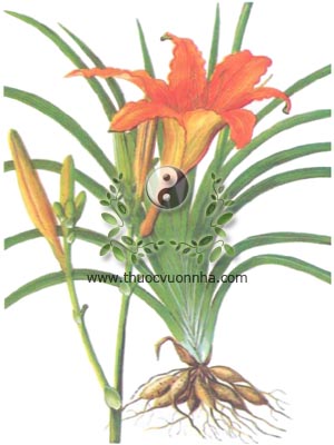hoa hiên, huyên thảo, 萱草, hoàng hoa, kim trâm thái, huyền thảo, lêlô, lộc thông, Hemerocallis fulva. L., họ Hành tỏi, Liliaceae