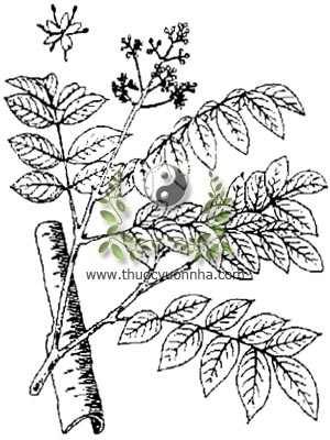 hoàng bá, 黃柏, hoàng nghiệt, Phellodendron amurense Rupr., Phellodendron amurense Rupr. var. sachalinense Fr. Schmidt, họ Cam quít, Rutaceae
