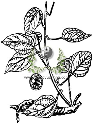 hoàng đằng, 黄藤, nam hoàng liên, thích hoàng liên, Fibraurea tinctoria Lour., Fibraurea recisa Pierre, họ Tiết dê, Menispermaceae