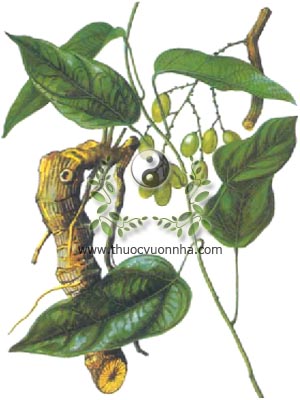 hoàng đằng, 黄藤, nam hoàng liên, thích hoàng liên, Fibraurea tinctoria Lour., Fibraurea recisa Pierre, họ Tiết dê, Menispermaceae