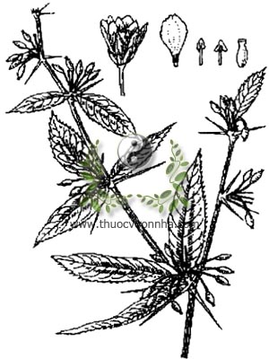 hoàng liên gai, 小蘗紅豆杉, hoàng mù, hoàng mộc, Berberis wallichiana DC, họ Hoàng liên gai, Berberidaceae
