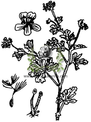hương diệp, 香葉, 香叶, cây lá thơm, giêranium, Pelargonium roseum Willd, họ Mỏ hạc, Geraniaceae