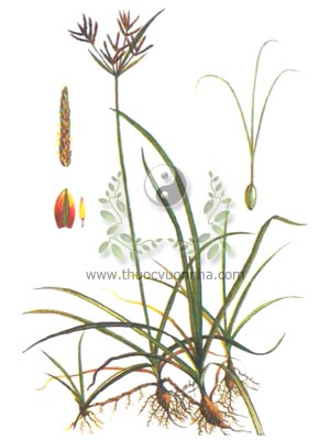 hương phụ, 香附, củ gấu, cỏ gấu, cỏ cú, Cyperus rotundus Linné., họ Cói, Cyperaccae