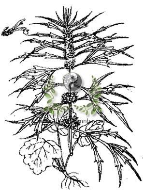 ích mẫu, ích mẫu thảo, sung úy, chói đèn, Leonurus heterophyllus