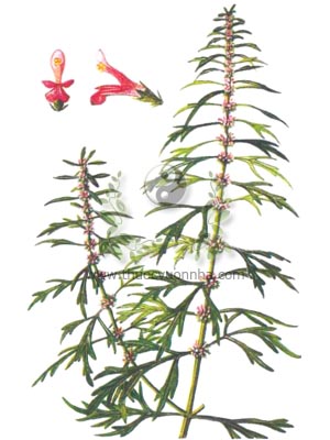 ích mẫu, ích mẫu thảo, sung úy, chói đèn, Leonurus heterophyllus Sw., họ Hoa môi, Lamiaceae, Labiatae, 益母草