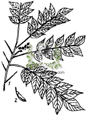 khế rừng, 小葉紅葉藤, 小叶红叶藤, dây quai xanh, cây cháy nhà, Rourea microphylla Planch, họ Khế rừng, Connaraceae