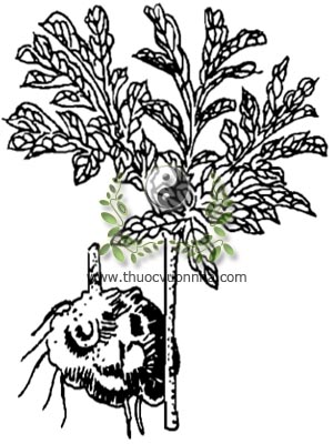 蒟蒻, khoai nưa, củ nưa, khoai na, Amorphophalus rivieri Dur., họ Ráy, Araceae