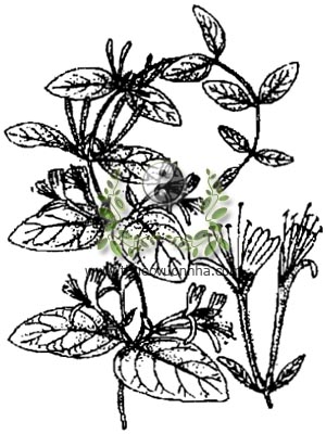 kim ngân, 金銀花, nhẫn đông, Lonicera japonica Thunb., họ Cơm cháy, Caprifoliaceae