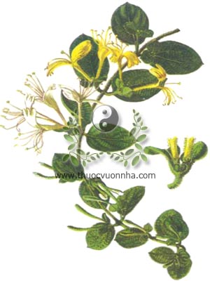 kim ngân, 金銀花, nhẫn đông, Lonicera japonica Thunb., họ Cơm cháy, Caprifoliaceae