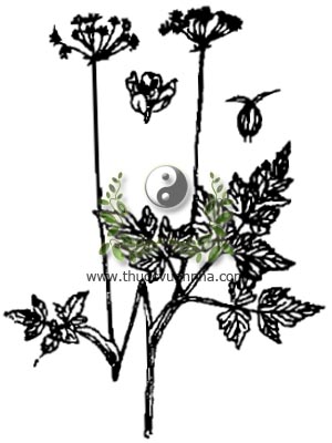cảo bản, 藁本, liêu cảo bản, Ligusticum jeholense, huộc họ Hoa tán Apiaceae, Umbelliferae