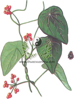 lõi tiền, 糞箕篤, 粪箕笃, phấn cơ đốc, Stephania longa Lour., họ Tiết dê, Menispermaceae