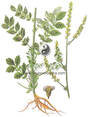 long nha thảo, 龍芽草, tiên hạc thảo, Agrimonia nepalensis D. Don, Agrimonia eupatoria auct. non L., họ Hoa hồng, Rosaceae