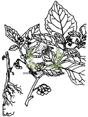 lu lu đực, 龍葵, 龙葵, thù lù đực, gia cầu, nút áo, hiên già nhi miêu, morelle noire, raisin de oup, herbe au magicien, Solanum nigrum L., họ Cà, Solanaceae