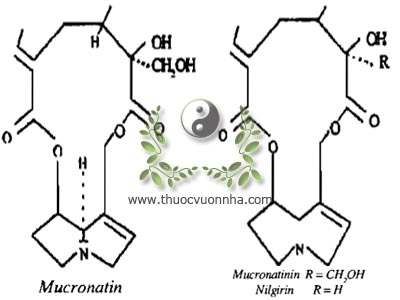 mucronatin