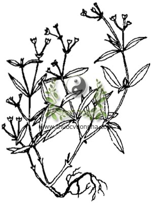 lưỡi rắn, 水線草, vương thái tô, cóc mẳn, đơn thảo, đơn đòng, tán phòng hoa nhĩ thảo, Oldenlandia corymbosa L., O. biflora Lamk, Hedyotis burmaniana R. Br, họ Cà phê, Rubiaceae