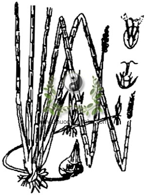 mã thầy, 荸薺, 荸荠, củ năn, bột tề, Heleocharis plantaginea R. Br., họ Cói, Cyperaceae