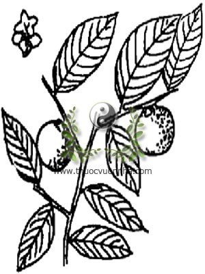 mắc nưa, 柿油樹, mặc nưa, mac leua, Diospyros mollis Griff, họ Thị, Ebenaceae