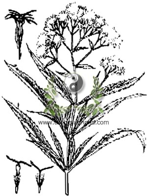 mần tưới, 澤蘭, 泽兰, hương thảo, lan thảo, Ayapana du Tonkin, Eupatorium staechadosmun Hance., họ Cúc Asteraceae, Compositae