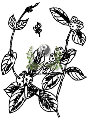 mặt quỷ, 羊角藤, đơn mặt quỷ, dây đất, nhầu đó, cây ganh, khua mak mahpa, Morinda umbellata L., Morinda scandens Roxb., Stigmanthus cymosus Lour, họ Cà phê, Rubiaceae