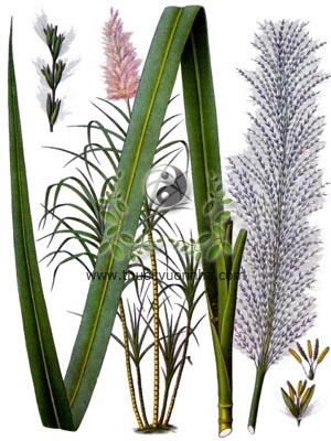 mía, 甘蔗, cam giá, Saccharum offcinarum L., họ Lúa Poaceae, Gramineae