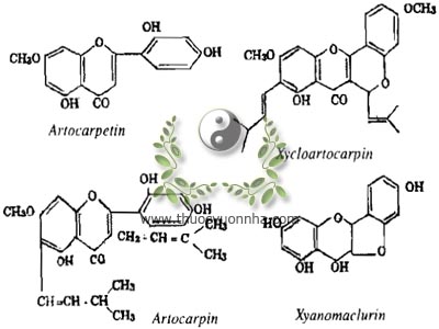 hợp chất flavon, artocarpin, artocarpanon, xyanomaclurin, xycloartocarpin