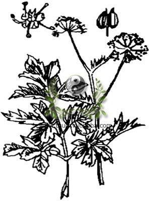 mùi tây, 歐芹, 欧芹, rau pecsin, persil, Petroselinum sativum Hoff., Carum petroselinum Benth. et Hoof. f, họ Hoa tán, Umbelliferae