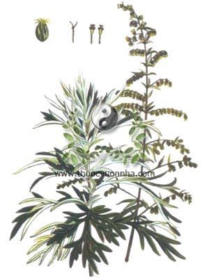 ngải cứu, cây ngải cứu, cây thuốc cứu, cây thuốc cao, ngải diệp, Artemisia vulgaris L., họ Cúc Asteraceae, Compositae, 艾葉, 艾叶