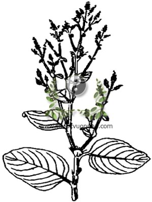 nghể chàm, Polygonum tinctorium Lour, họ Rau răm, Polygonaceae