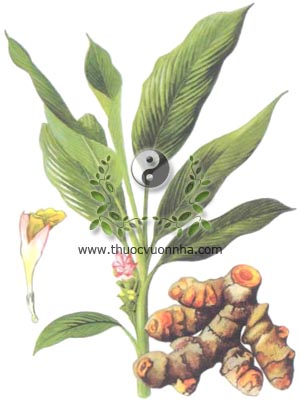 nghệ, 薑黃, 姜黄, uất kim, khương hoàng, safran des Indes, Curcuma longa L., Curcuma domestica Lour., họ Gừng, Zingiberaceae