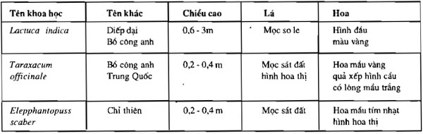 phân biệt cây bồ công anh