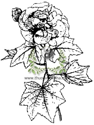 木芙蓉, phù dung, mộc liên, địa phù dung, Hibiscus mutabilis L., Hibiscus sinensis Mill, họ Bông, Malvaceae